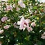 Image result for Hibiscus syriacus Mathilde