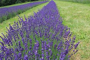 Lavandula officinalis-এর ছবি ফলাফল