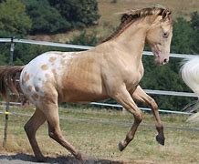 Image result for Blanket Appaloosa Horse