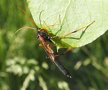 Image result for "ichneumon-wasp"