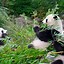 Image result for Giant Panda Cub Eating Bamboo