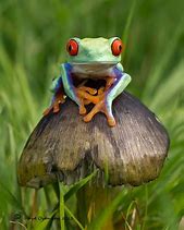Image result for Cute Mushroom Frog