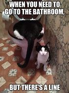 Image result for Cat Standin by Toilet Meme