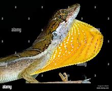 Image result for Black Lizard Dewlap