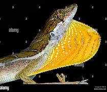 Image result for Lizard Dewlap