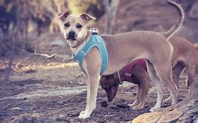 Image result for Whippet Pit Bull Mix