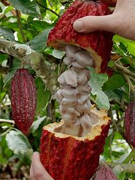 Image result for Theobroma Cacao Chocolate Tree