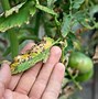 Image result for Brown Spots On Tomato Leaves