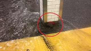 Image result for New York Subway Flood Meme