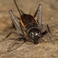 Image result for Field Cricket