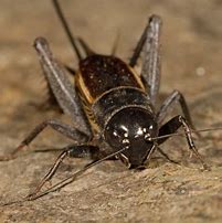 Image result for Prairie Crickets