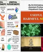 Image result for Useful and Harmful Microorganisms PPT