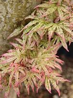 Acer palmatum ਲਈ ਪ੍ਰਤੀਬਿੰਬ ਨਤੀਜਾ