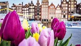 Image result for Amsterdam Tulips Instagram vs Reality