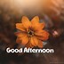 Image result for Good Afternoon Happy New Year