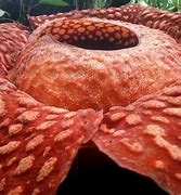 Image result for Indonesia Corpse Flower