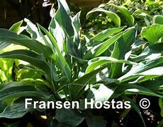 Image result for Hosta Smoke Signal