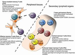 Image result for T Memory Cell Function