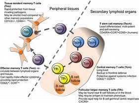 Image result for CD4 Effector Memory T Cells