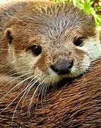 Image result for 4 Otters