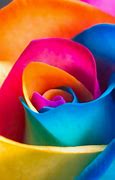 Image result for Rainbow Rose Background Wallpaper