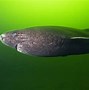 Image result for 392 Year Old Greenland Shark