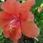 Image result for Beautiful Hibiscus Flower