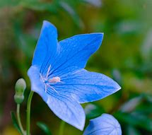 Image result for Things That Are Blue and Brown in Nature