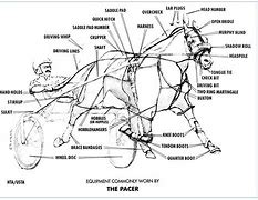 Image result for Harness Racing Drawings