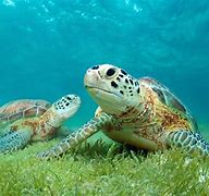 Image result for Caribbean Sea Turtles