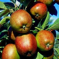 Image result for Braeburn Apple Tree