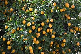 Image result for Lemon Lime Orange Tree
