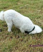 Image result for Dogs Called Carma