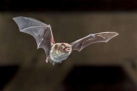 Image result for Pest Control Bats