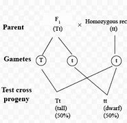 Image result for Homozygous Cross