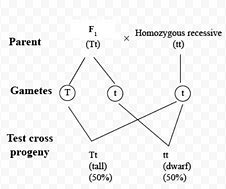Image result for Homozygous Recessive Chart
