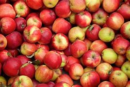 Image result for jonathan apples trees harvesting
