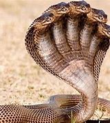 Image result for 10 Most Venomous Animals