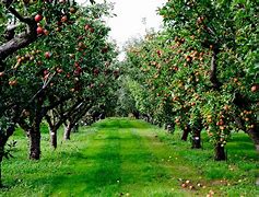 Image result for Image of a Beautiful Garden with Fruit Teees