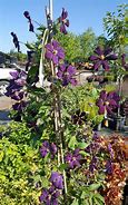 Image result for Flowering Vines Zone 4