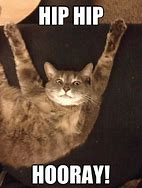 Image result for Hooray Cat Meme