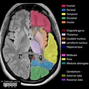 Image result for Memory Brain Region