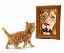 Image result for Cat Lion Mirror Reflection