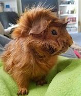 Image result for Fluffy Guinea Pig