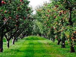 Image result for Apple Orchard Photos