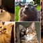 Image result for Confused Kitty