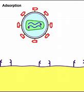 Image result for Adsorption Illustration