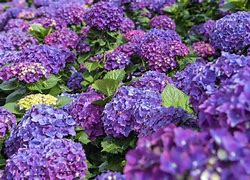 Image result for Purple Hortensie
