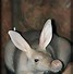Image result for Animals with Curved Ears