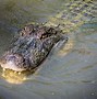 Image result for American Crocodile vs Alligator